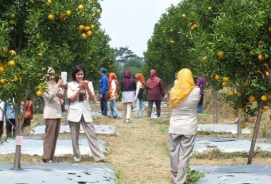 Perlahan Namun Pasti, Buah Endemik Kota Batu Bangkit