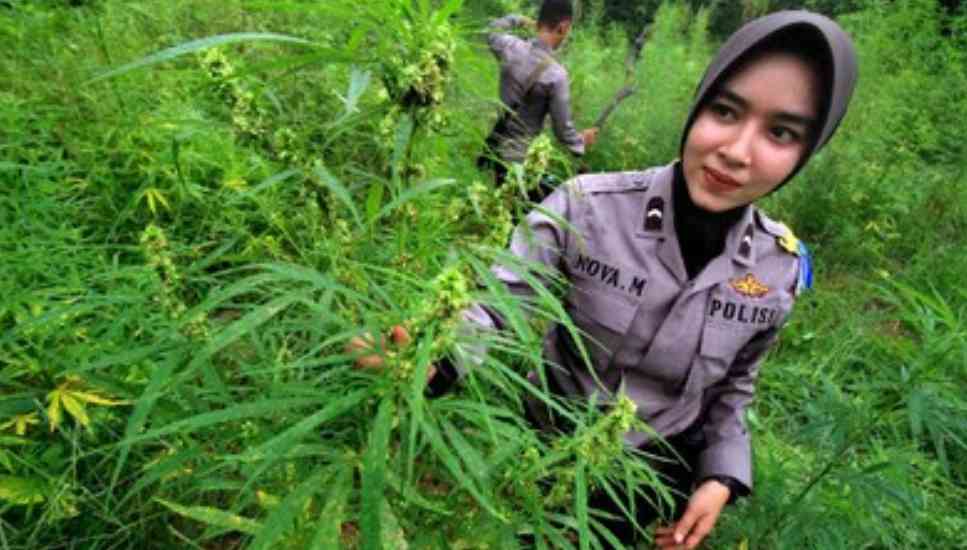 Satresnarkoba Polres Aceh Besar Bongkar Ladang Ganja 1.000 Meter Persegi, Seorang Oknum Diduga Terlibat